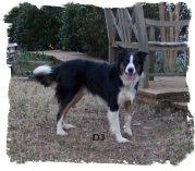 ABCA Black Tricolor male Border Collie out of woking stock